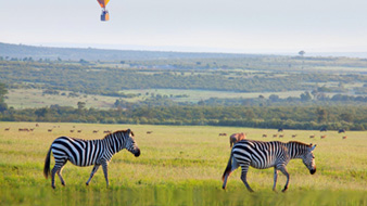 Zebra in landing masai mara safari trip